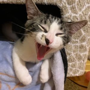 Meet your Posher, Catalina